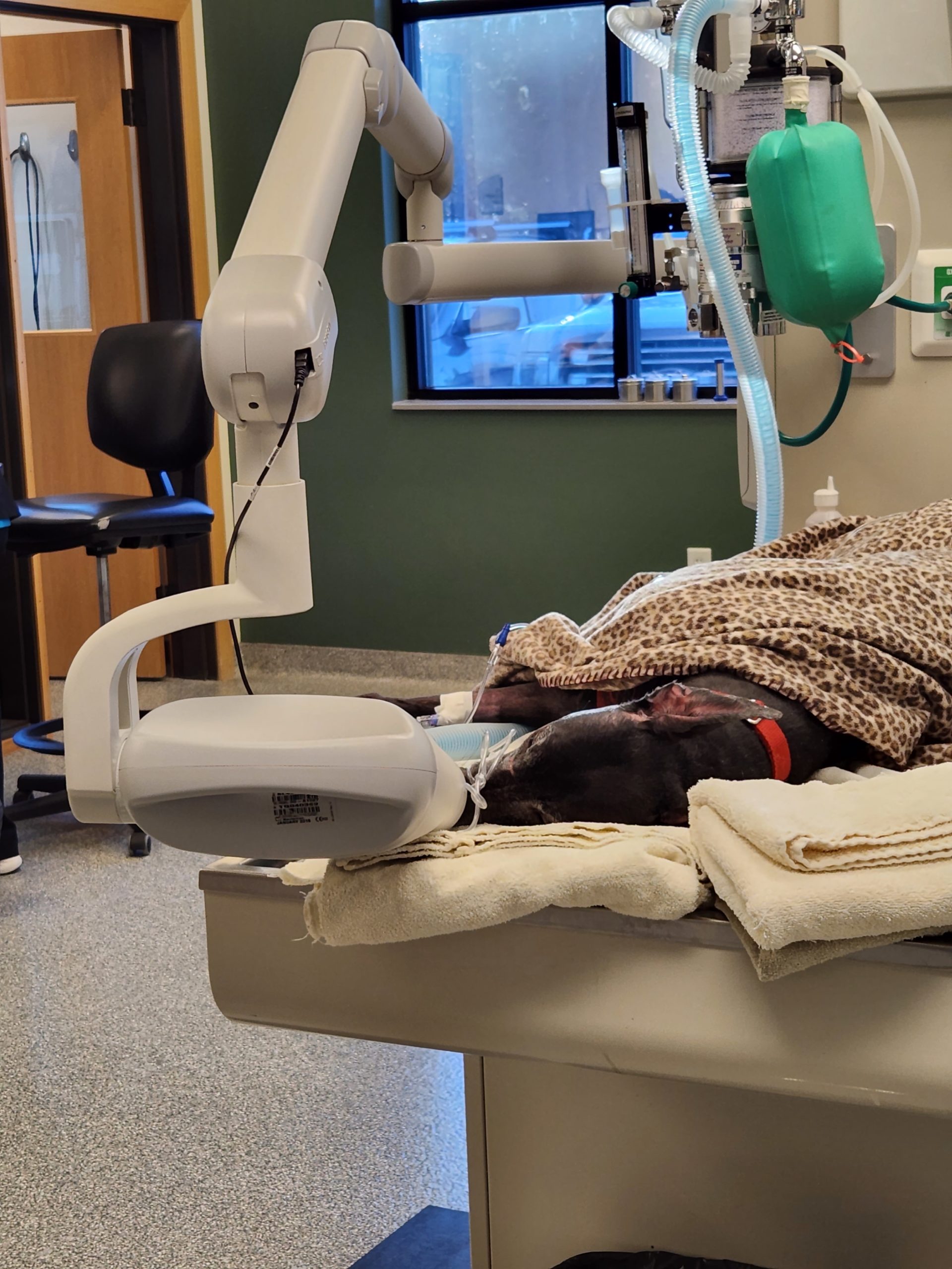 Hoover gets her teeth cleaned at Bemidji Veterinary Hospital Bemidji