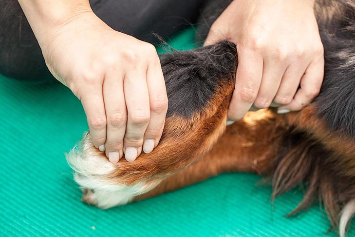 Pet Chiropractic Care